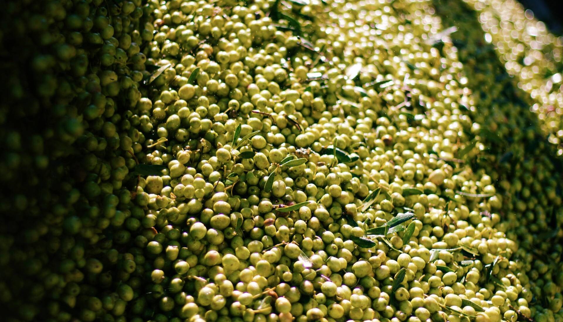 Half-Day Wine & Olive Oil Tour