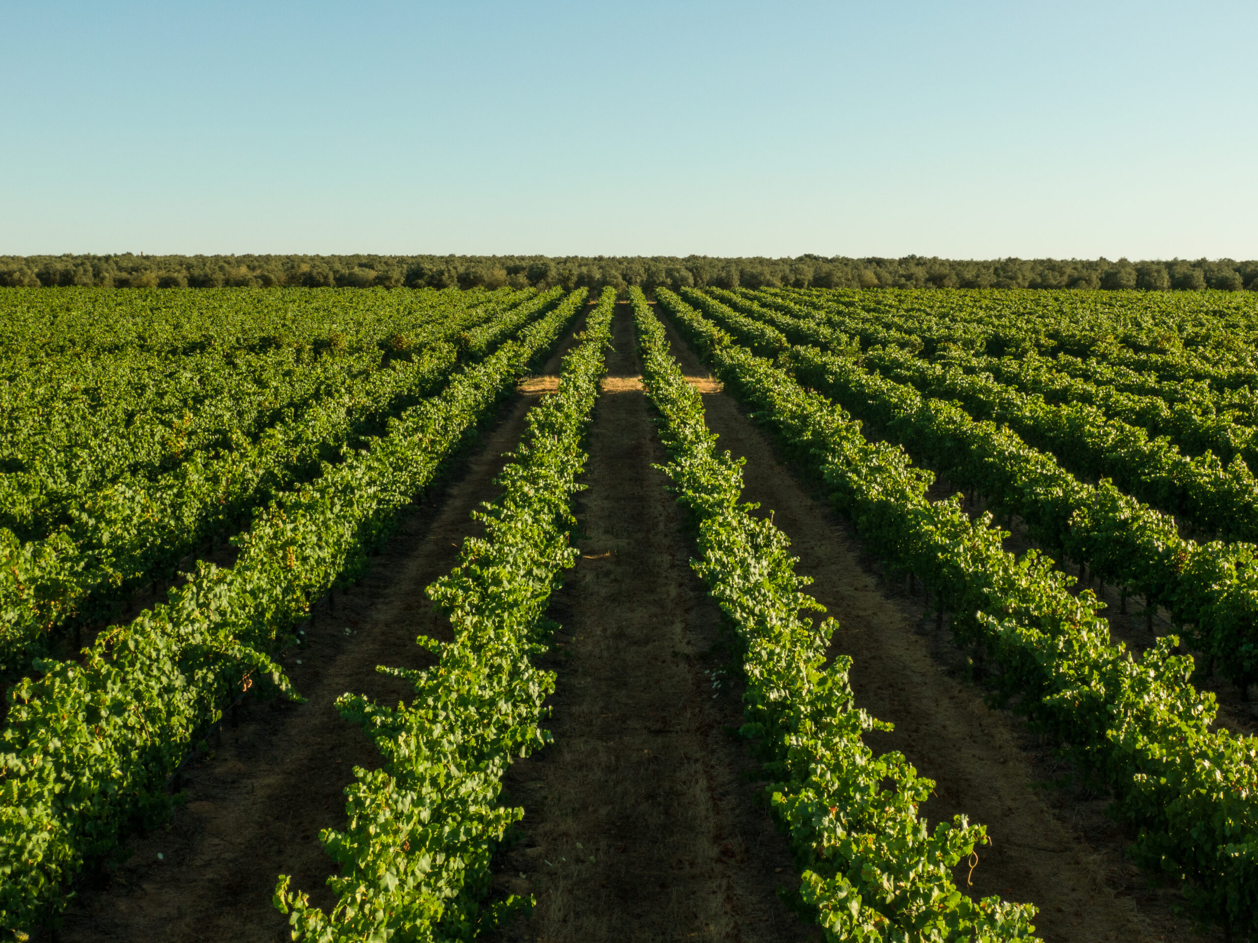VG-Alentejo-Vineyards-Atividades-Vinhas-1