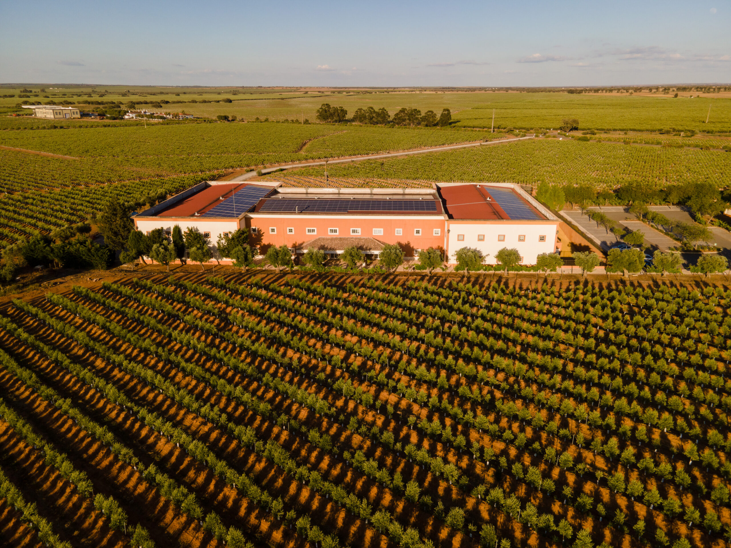 VG_alentejo_Vineyards_MV_NEPkids-257