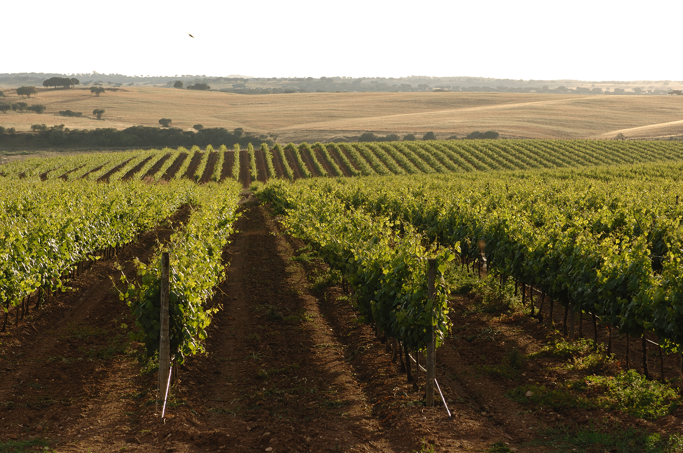 Vila Gale C Campo 0278