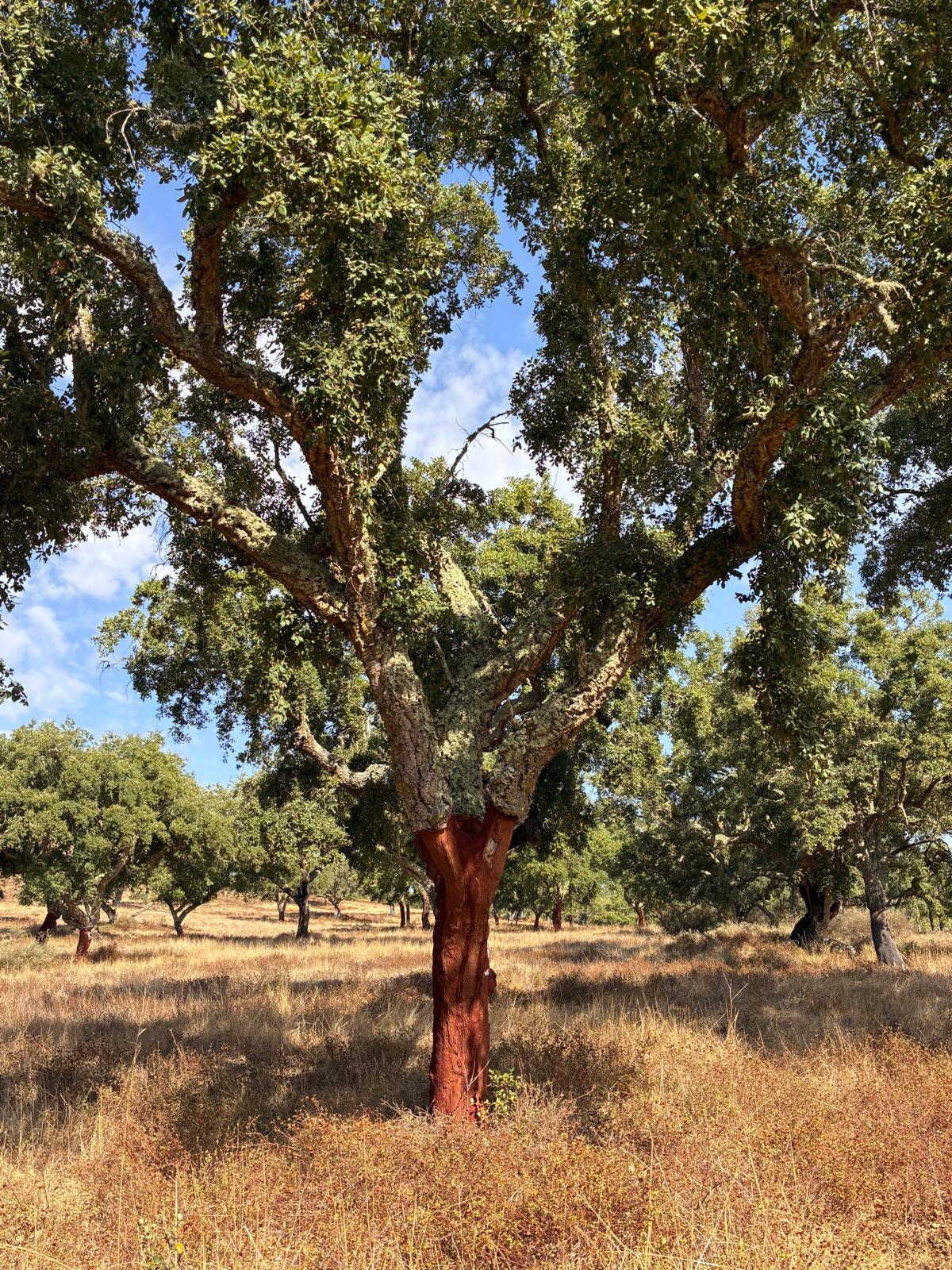 Wine & Cork Tour